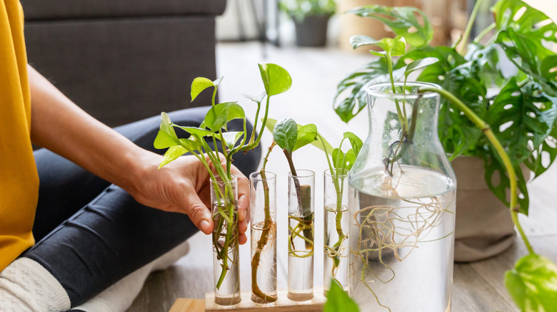 A person puts pothos cuttings into tubes and a vase filled with water to propagate them.