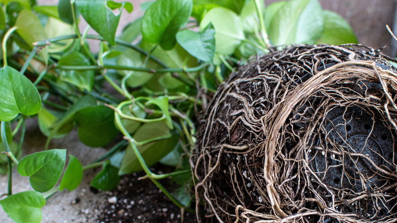 A 'Jade' pothos out of its pot with its coiled roots and dirt exposed.