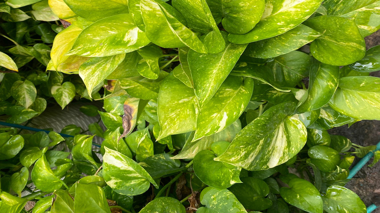 A Jessenia pothos growing in a patio garden surrounded by other plants.