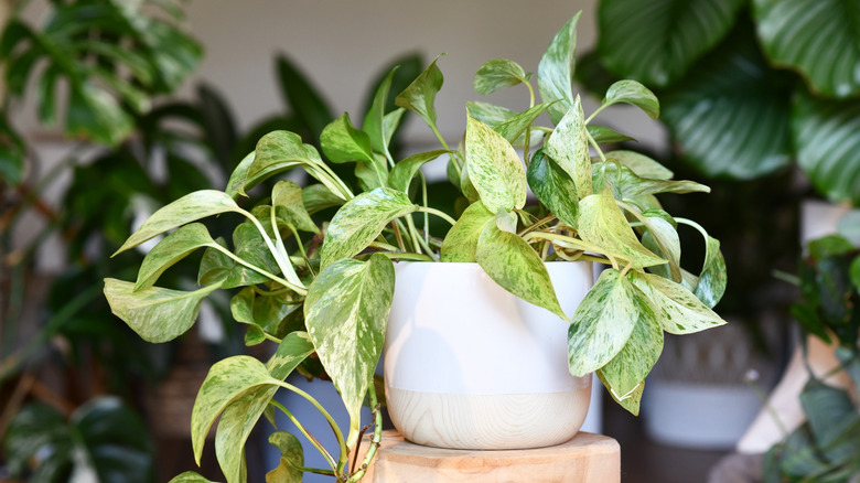 A 'Marble Queen' pothos growing in a white ceramic planter indoors.