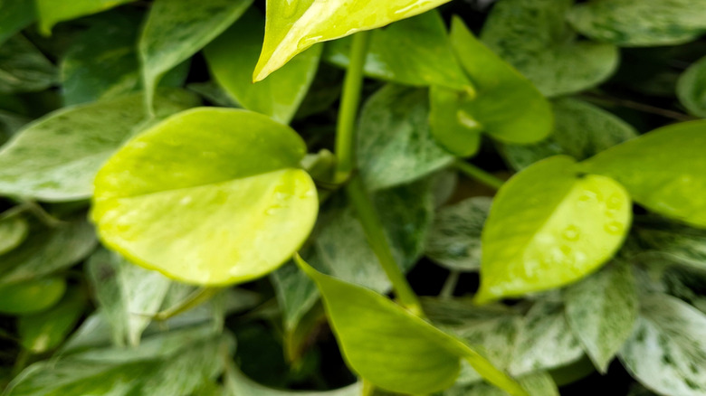 A Neon pothos with bright lime-green leaves.