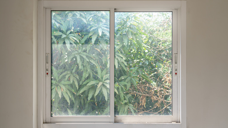 A dust-covered house window looks out to trees and shrubs in the backyard.