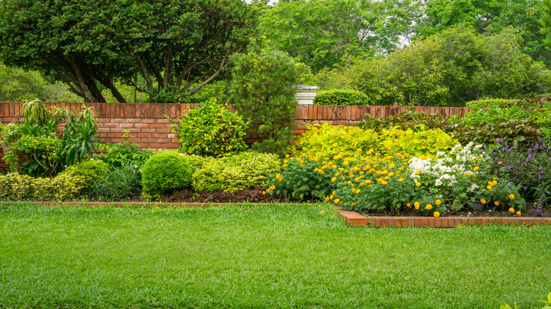 healthy lawn green shrubs