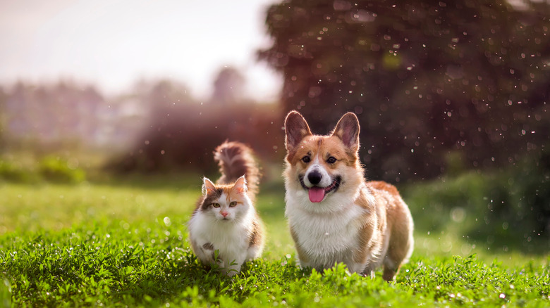 Cat and dog in grass
