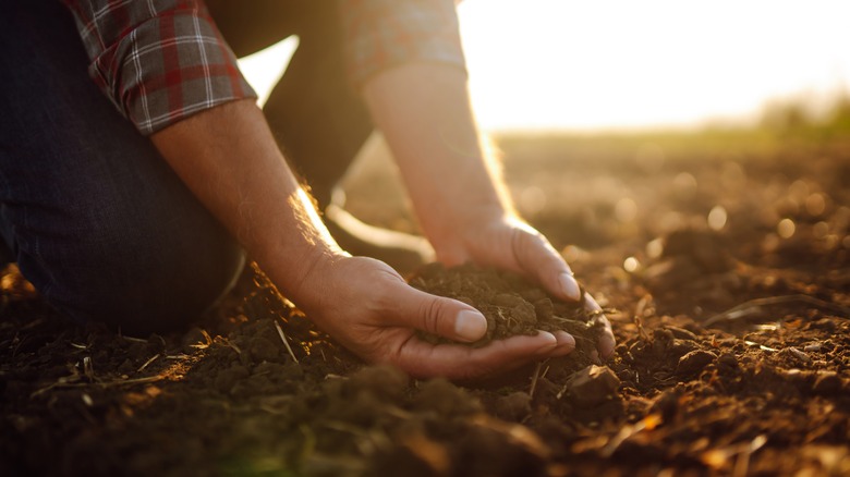 Hands holding fertilizer