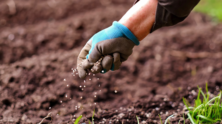Sprinkling grass seeds