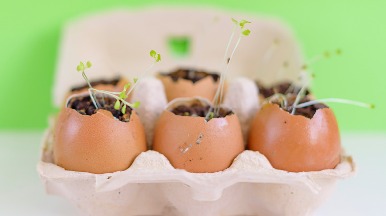 seedlings in eggshell