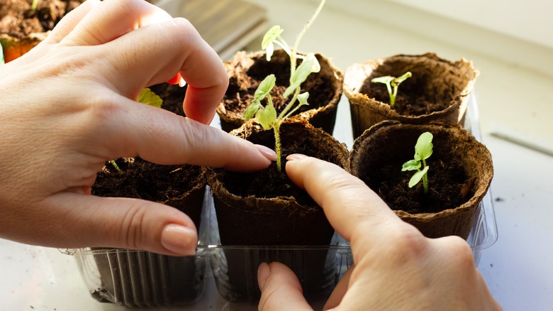 single plants grown in hydroponic systems