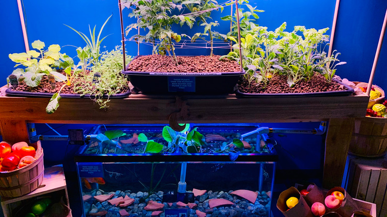 hydroponic aquarium with fish and plants