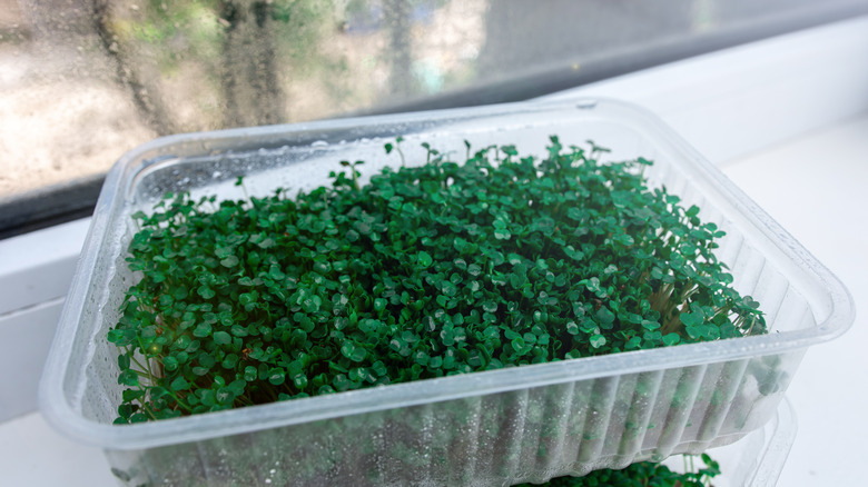 plants growing in hydroponic plastic container