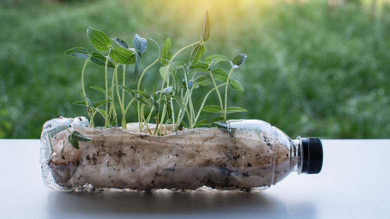 plants in hydroponic plastic bottle