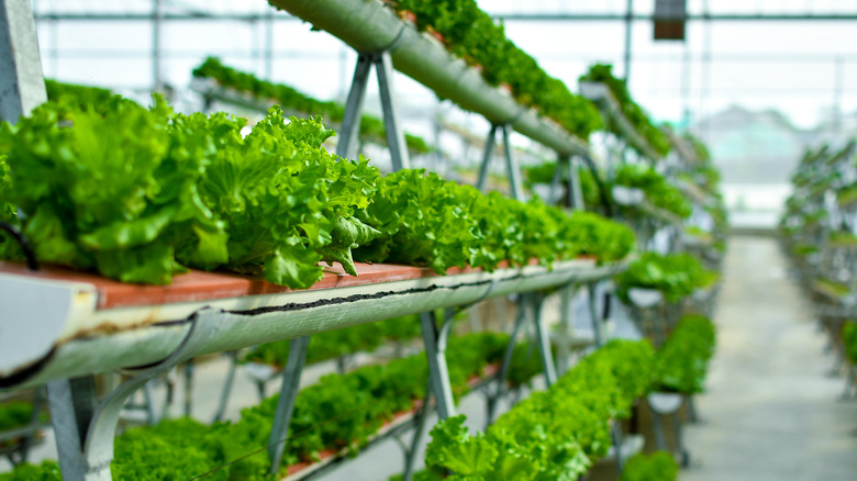vertical hydroponic farming system
