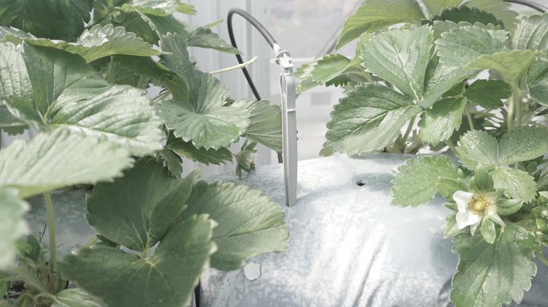 drip system for hydroponic farming