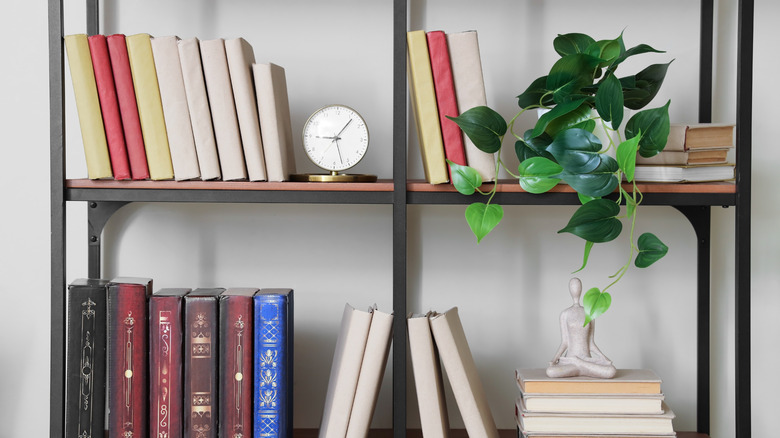 Green plant on a bookshelf