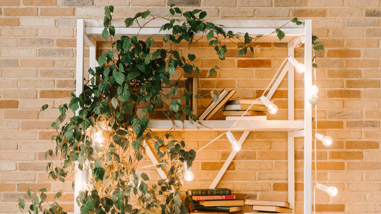 Bookshelf with string lights