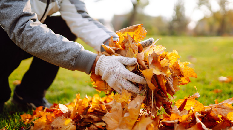 A gardener handling a pile of autumn leaves with gloved hands.