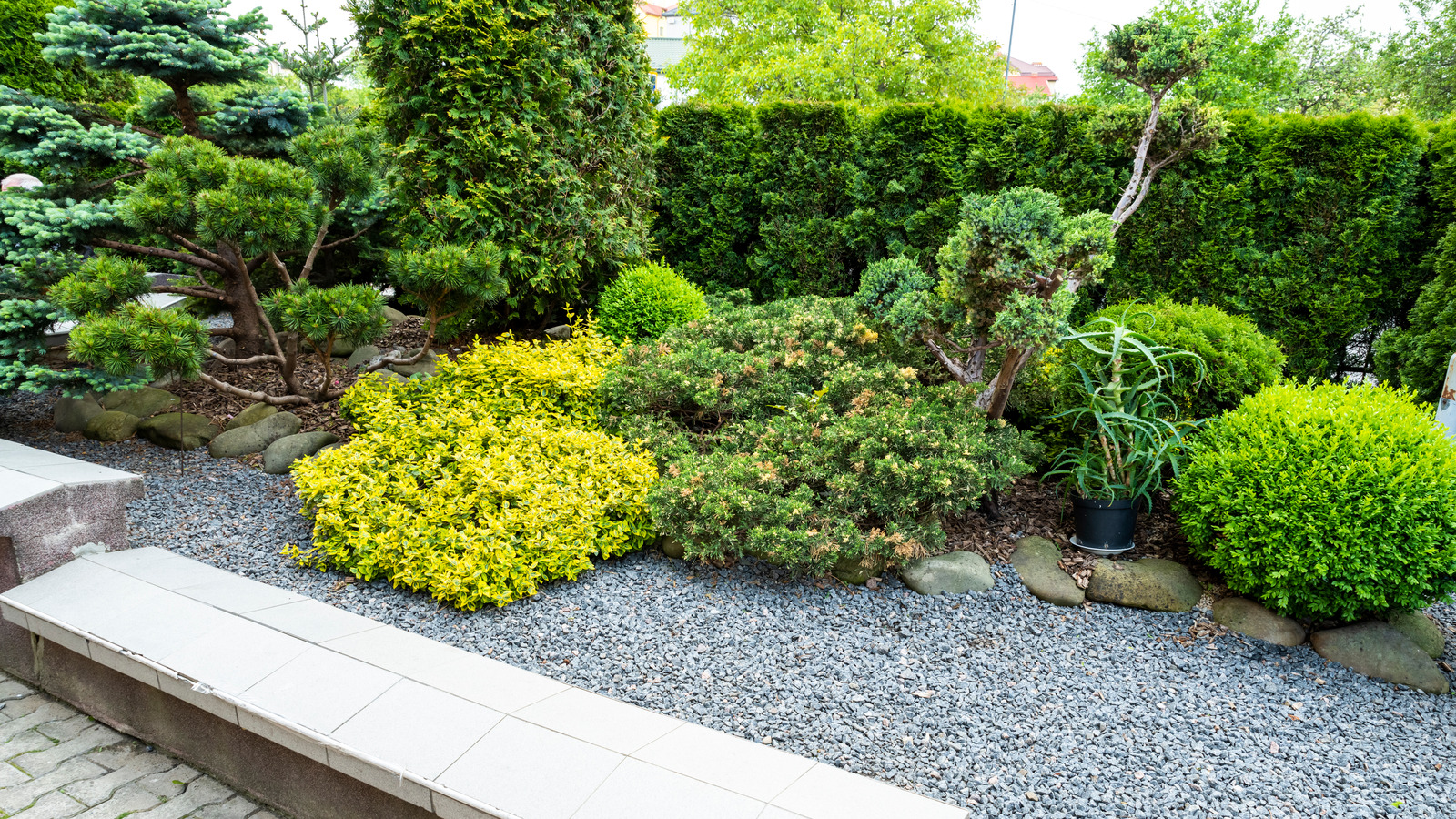 ornamental evergreen shrubs