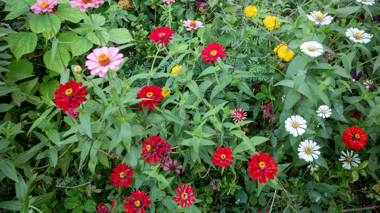 Closeup of aster flowers in different colors