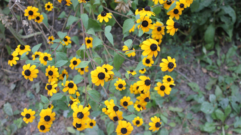Closeup of yellow black-eyed Susan blooms