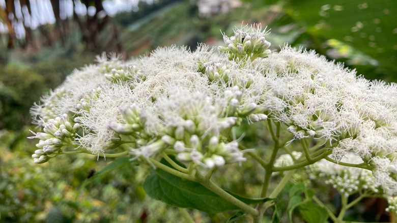 Closeup of blooming boneset flowers
