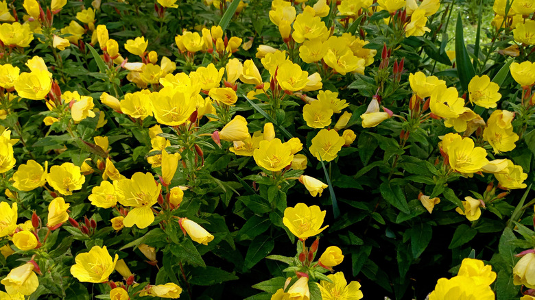 Closeup of yellow evening primrose blooms