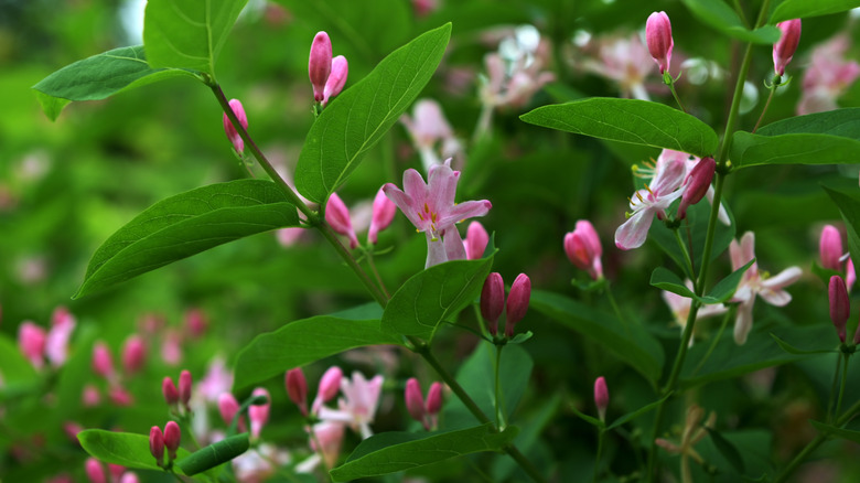 Closeup of pink honeysuckle blooms