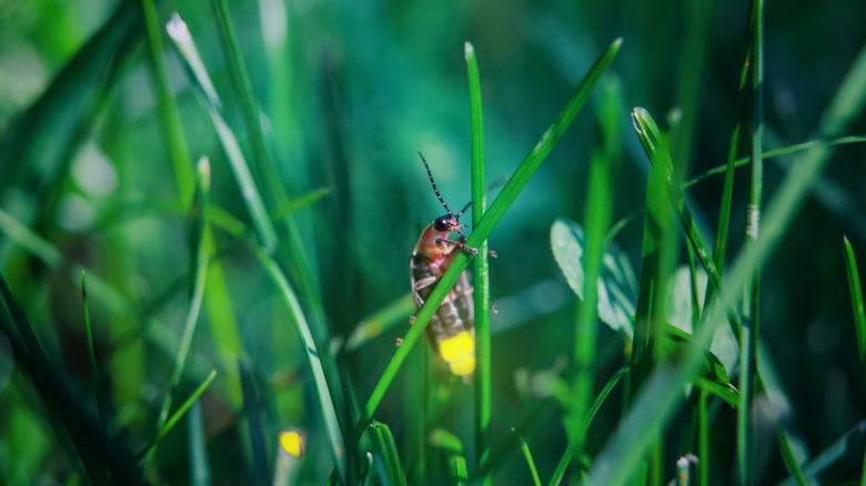 Firefly sitting on a leaf