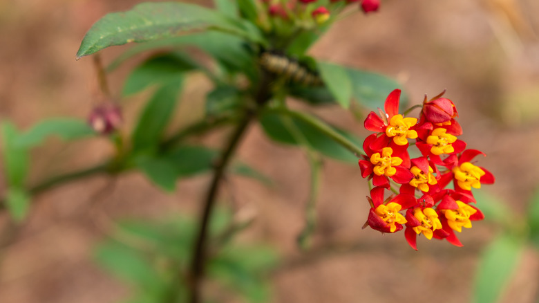 Closeup of milkweed blooms