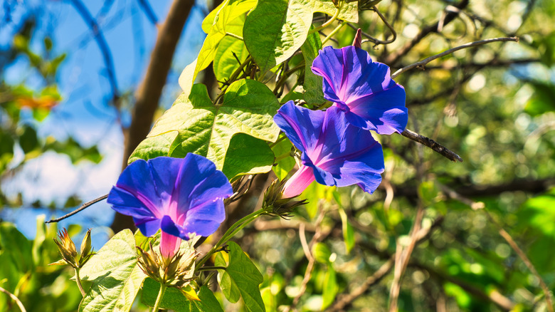 Closeup of purple morning glory blooms