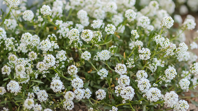 Closeup of white alyssum clustered blooms