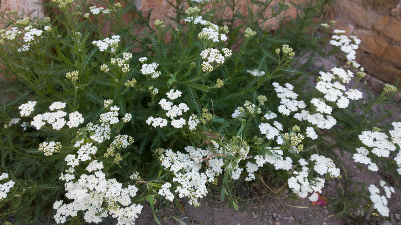 Closeup of yarrow bush with white blooms
