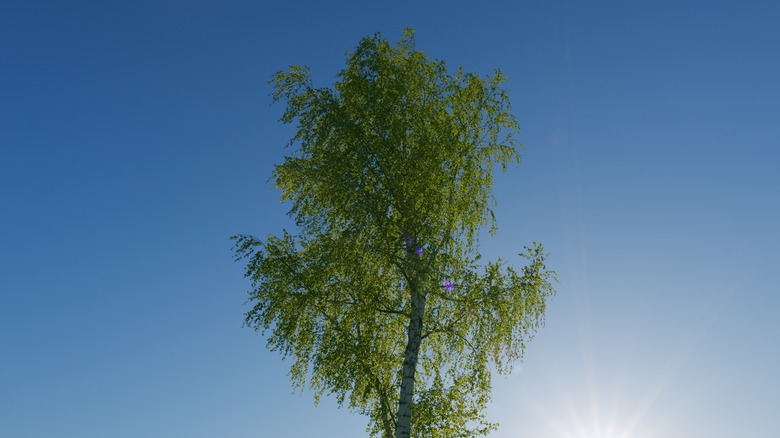 A betula lenta birch tree against a blue sky