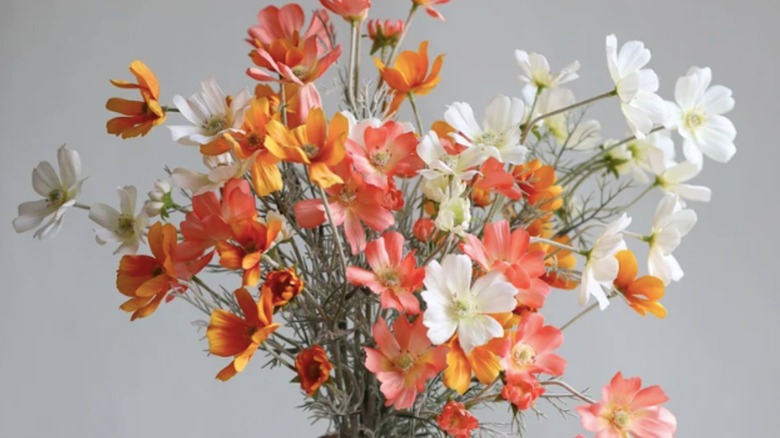 An arrangement of multi-colored cosmos blooms