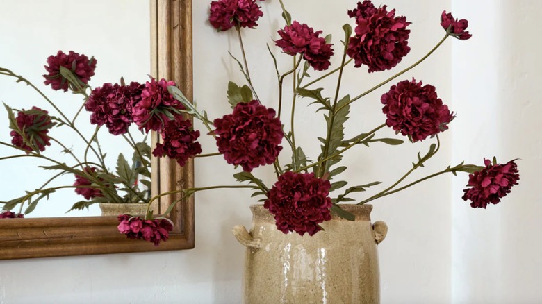 Red velvet scabiosa stems in a tall vase