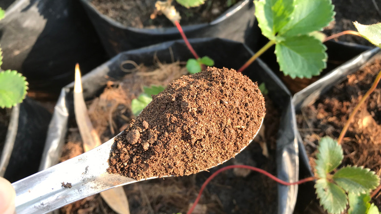 Organic fertilizer bat guano in a spoon.