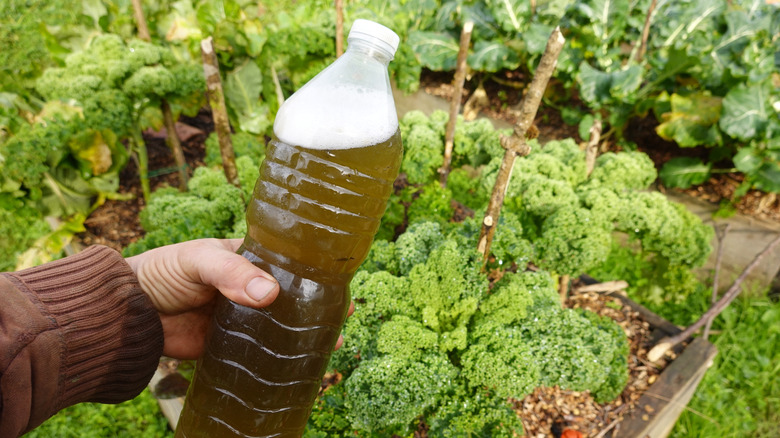 man holds homemade liquid fertilizer bottle