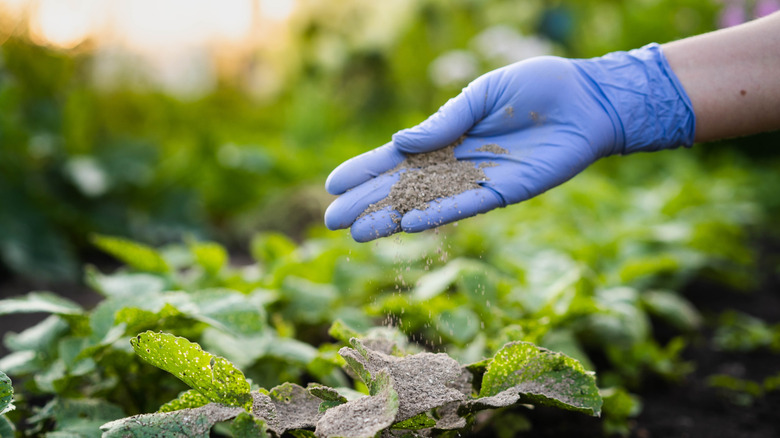 A woman fertilizing her plants with ash