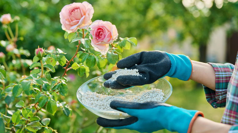 Gardener spreading potassium sulfate on roses