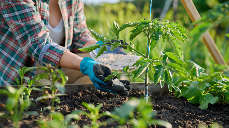 a woman fertilizing her plants