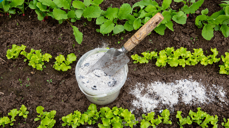 wood ash in a small bucket in the garden