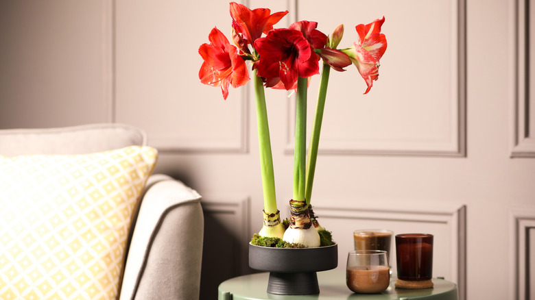 Potted red amaryllis on a side table in a living room