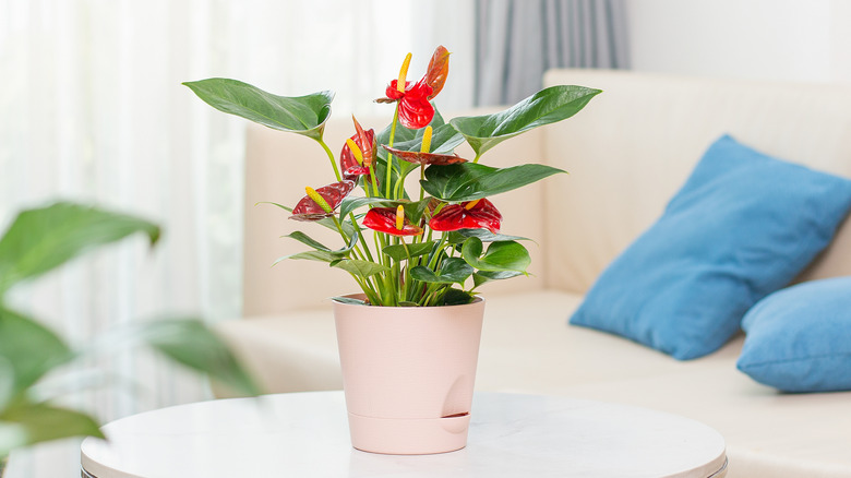 Potted anthurium on a coffee table in a living room