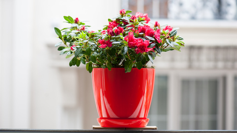 Fuchsia colored azalea in a red flowerpot on a windowsill