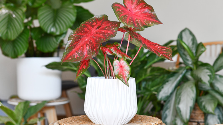 Potted red caladium on a stool