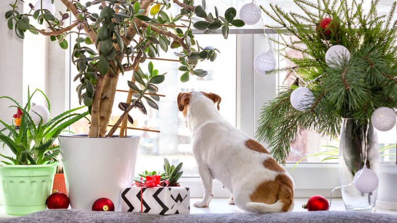 Jack Russel terrier on a festively decorated windowsill surrounded by house plants