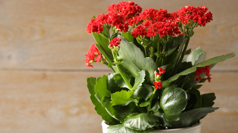 Potted red kalanchoe