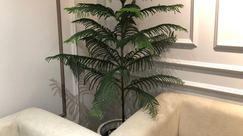 Norfolk Island pine in a pot in a living room