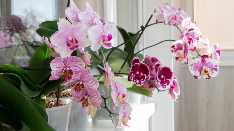 Pink orchids in a pot on a windowsill