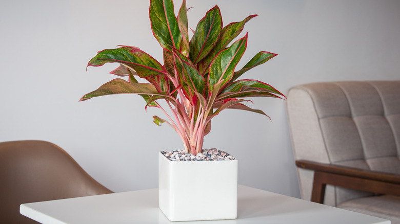 Red Aglaonema in a white pot on a table
