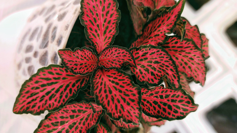 Leaves of a red nerve plant